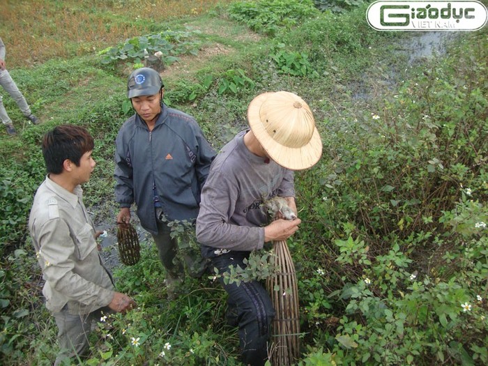 Không ít chú chuột chui đầu vào rọ.